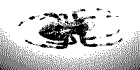 Spinne als Strichzeichnung, 200x100 Pixel, 2,79 KB 